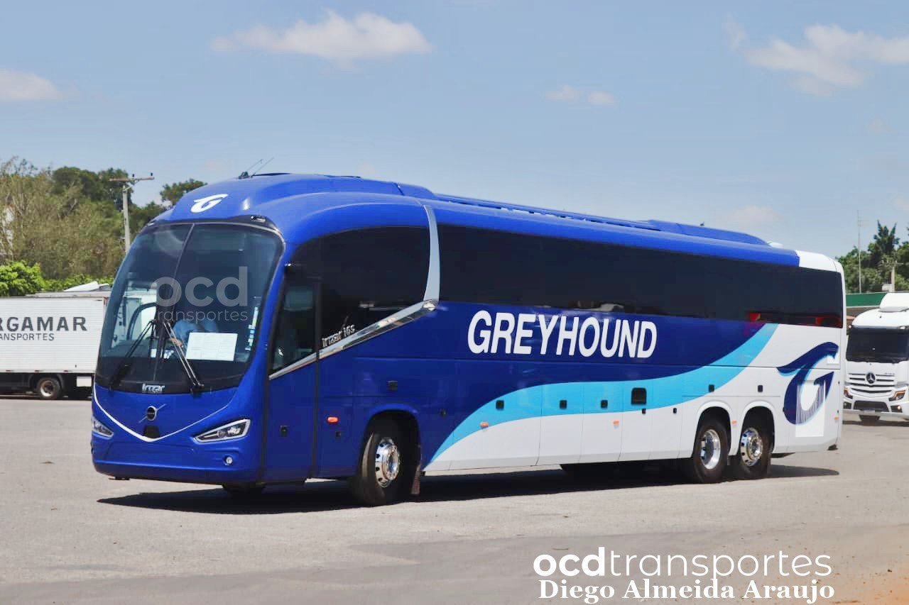 Greyhound